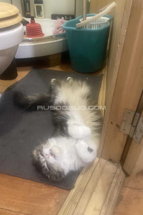 Проститутка Дина я вернулась, Питера у метро Проспект Ветеранов